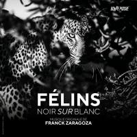 2021 Félins noir sur blanc (Bande originale du film) FLAC 24-48